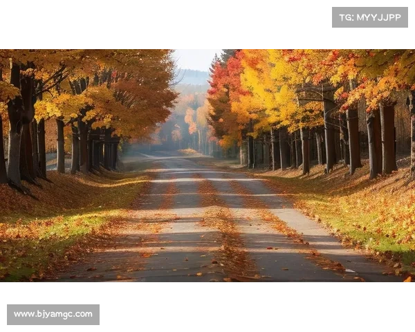 穿行在神秘荧光森林中放松心灵感受奇妙与宁静的独特体验 穿行在神秘荧光森林中放松心灵感受奇妙与宁静的独特体验